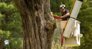 Arborist & Tree Removal General Liability Insurance You Need to Know
