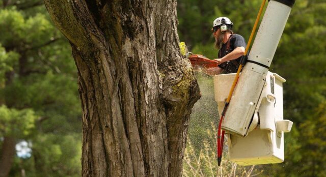 Arborist & Tree Removal General Liability Insurance You Need to Know